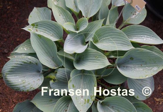 Hosta Fulda